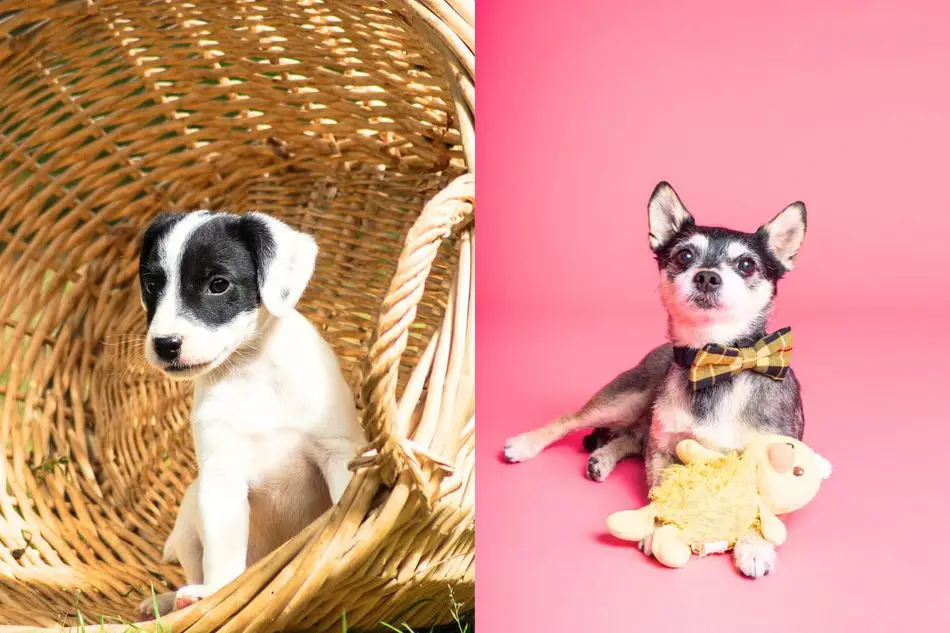 Jack Russell Terrier Mixed with Chihuahua