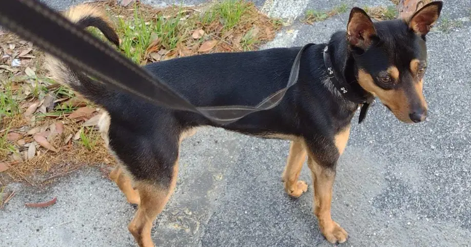 Jack Russell Terrier Mixed with Chihuahua