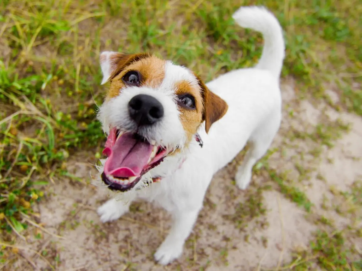 Jack Russell Terrier Mixed with Chihuahua