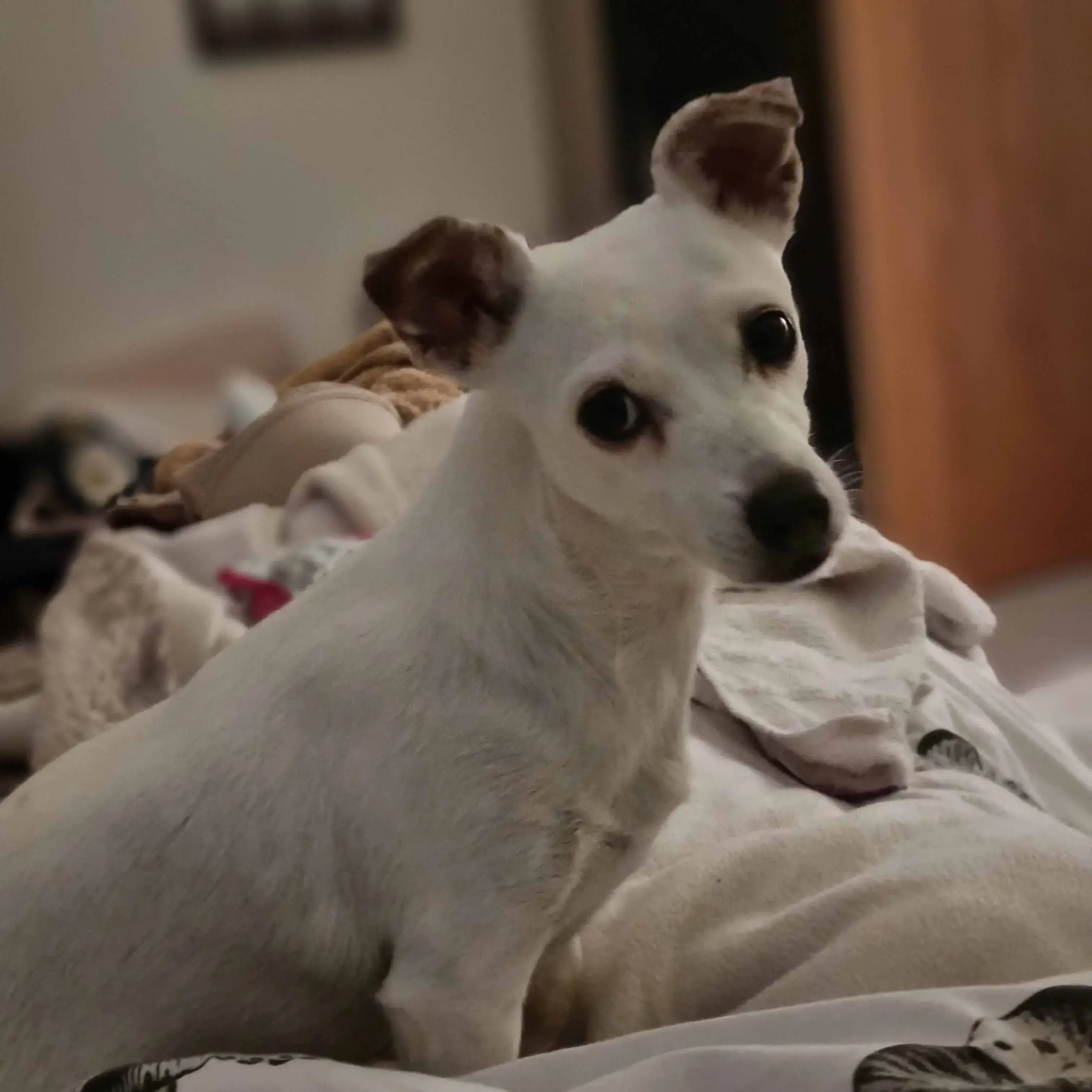 Jack Russell Terrier Mixed with Chihuahua