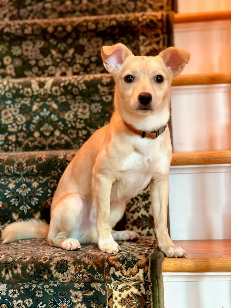 Jack Russell Terrier Mixed with Chihuahua