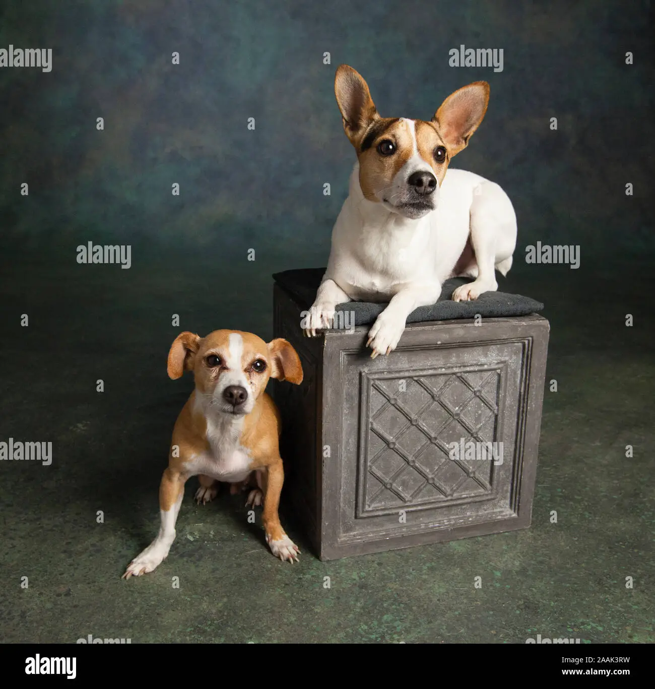 Jack Russell Terrier Mixed with Chihuahua
