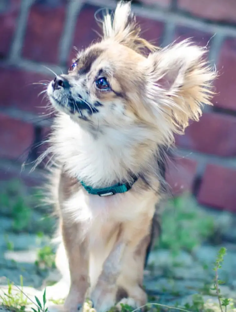 Jack Russell Terrier Mixed with Chihuahua