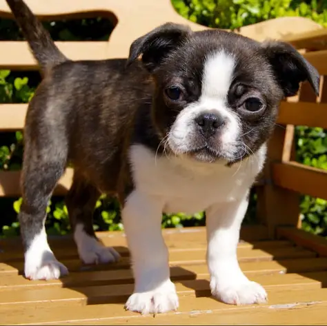 Boston Terrier Puppies for Sale Near Me