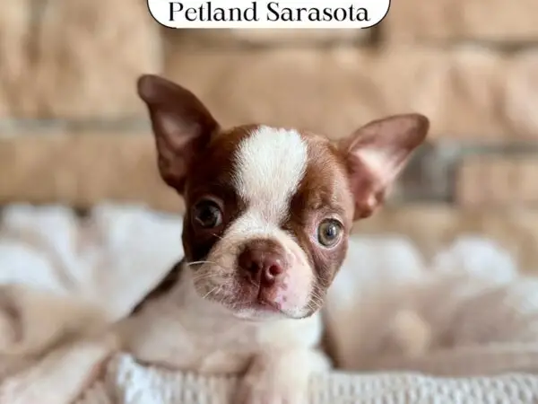 Boston Terrier Puppies for Sale Near Me