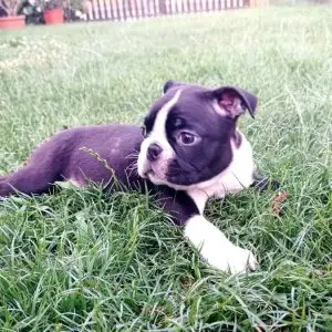 Boston Terrier Puppies for Sale Near Me