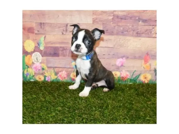 Boston Terrier Puppies for Sale Near Me