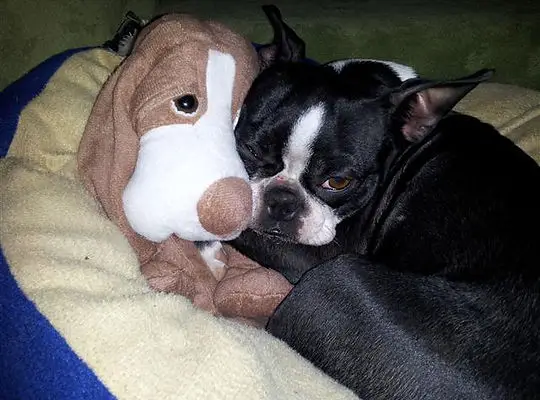 Boston Terrier Puppies for Sale Near Me