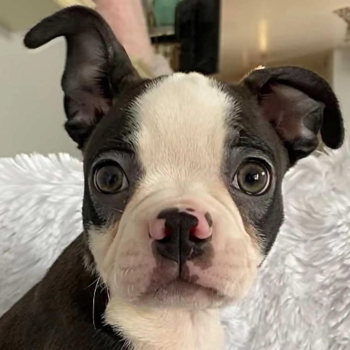 Boston Terrier Puppies for Sale Near Me