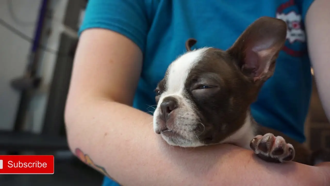 Boston Terrier Puppies for Sale Near Me