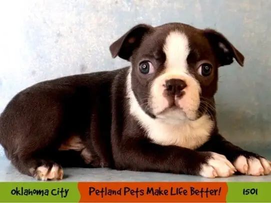 Boston Terrier Puppies for Sale Near Me