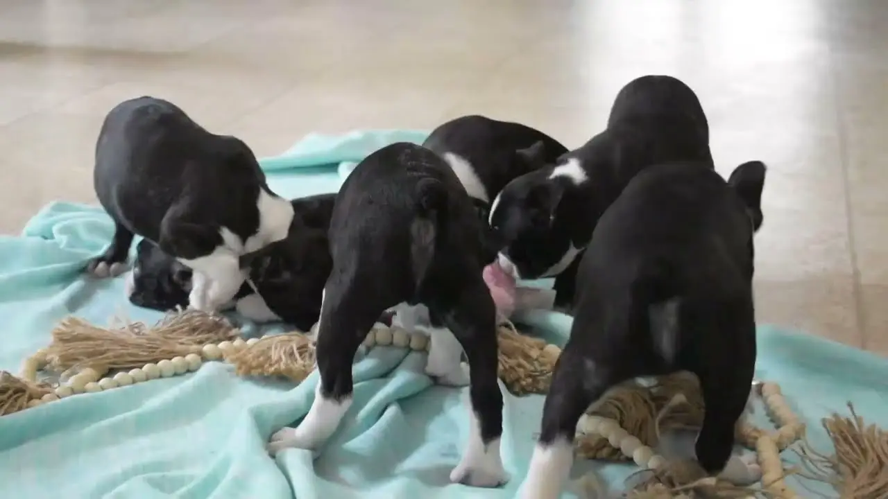 Boston Terrier Puppies for Sale Near Me