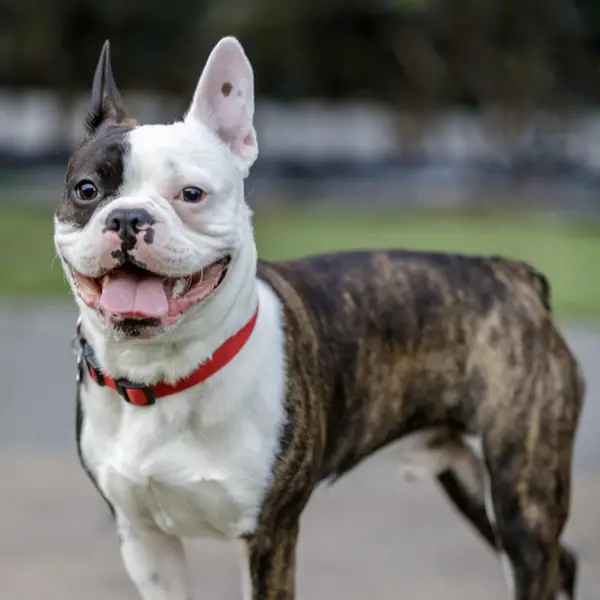 Boston Terrier Puppies for Sale Near Me