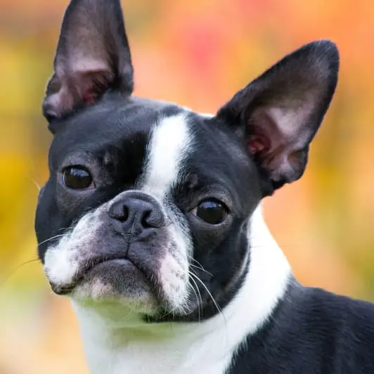 Boston Terrier Puppies for Sale Near Me