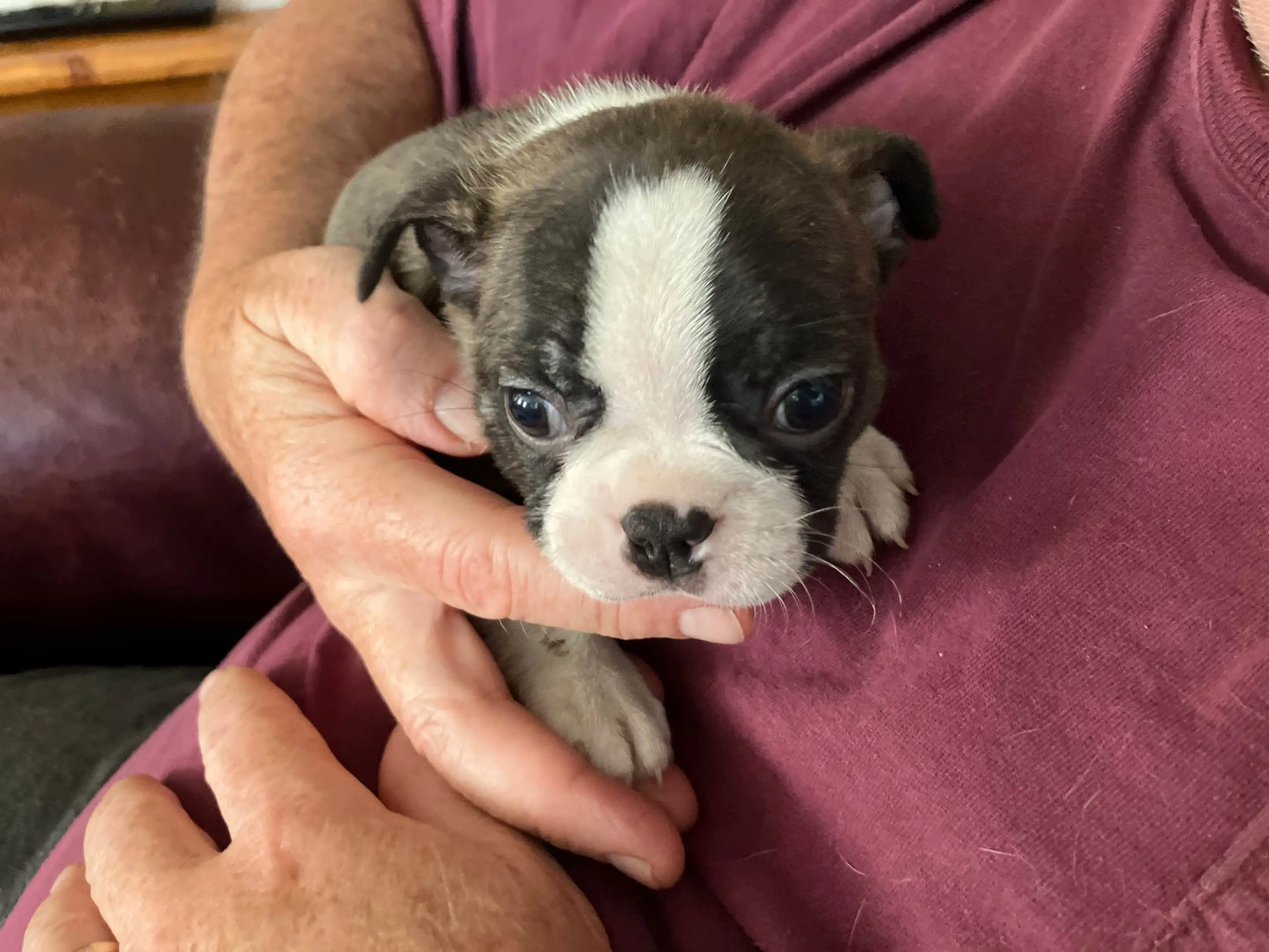Boston Terrier Puppies for Sale Near Me