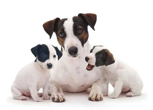 White and Black Jack Russell Terrier