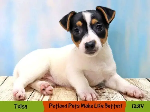 White and Black Jack Russell Terrier