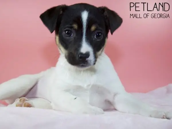 White and Black Jack Russell Terrier