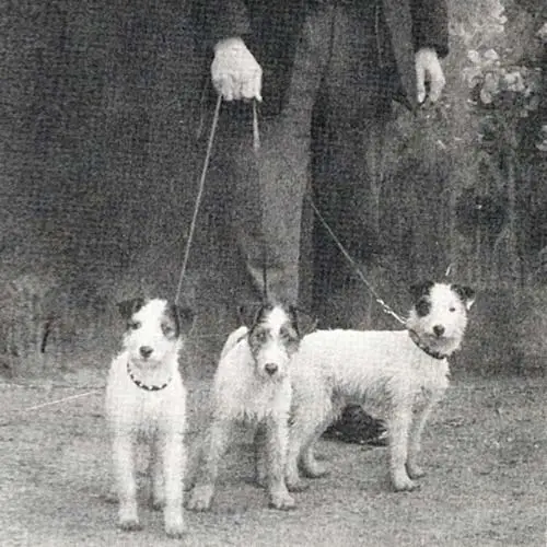 White and Black Jack Russell Terrier