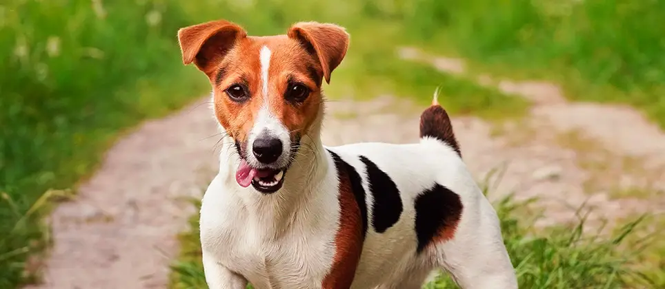 White and Black Jack Russell Terrier