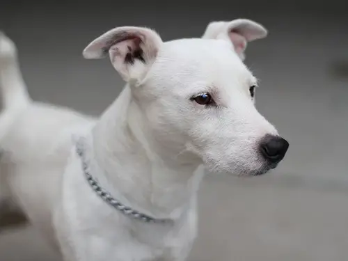 White and Black Jack Russell Terrier