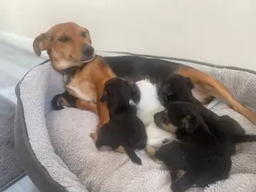 White and Black Jack Russell Terrier