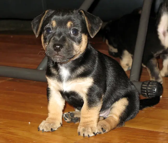 White and Black Jack Russell Terrier