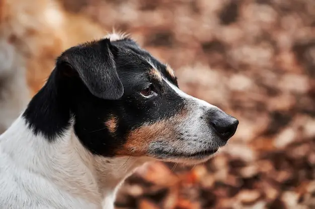 White and Black Jack Russell Terrier
