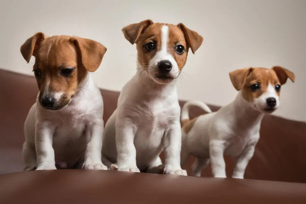 White and Black Jack Russell Terrier