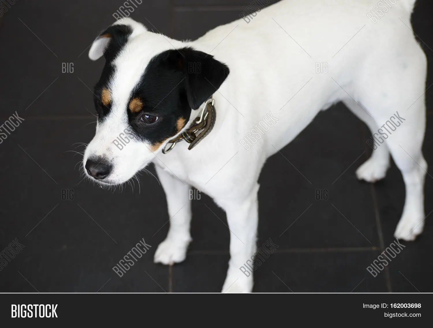 White and Black Jack Russell Terrier