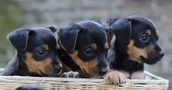 White and Black Jack Russell Terrier