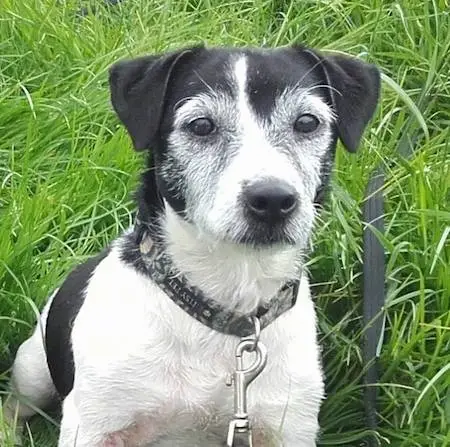 Black White Jack Russell Terrier A Deeper Dive