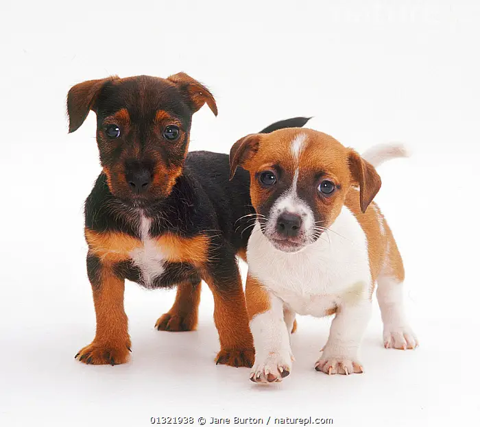 Black White Jack Russell Terrier A Deeper Dive
