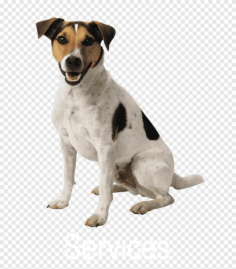 Black White Jack Russell Terrier A Deeper Dive