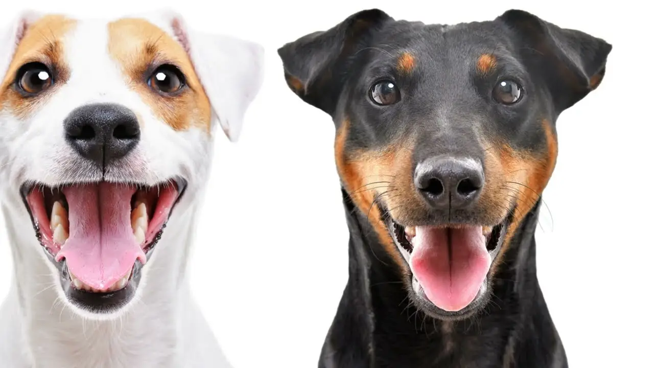Black White Jack Russell Terrier A Deeper Dive