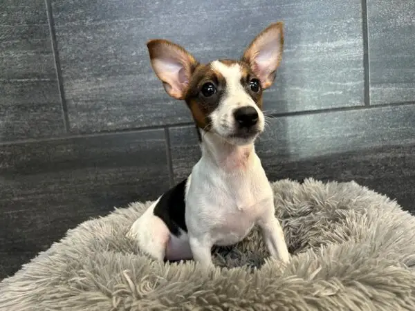 Black White Jack Russell Terrier A Deeper Dive