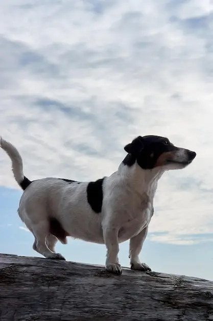 Black White Jack Russell Terrier A Deeper Dive