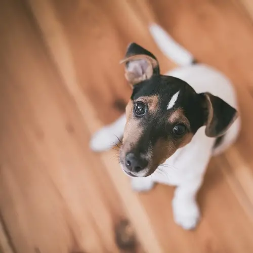 Black White Jack Russell Terrier A Deeper Dive