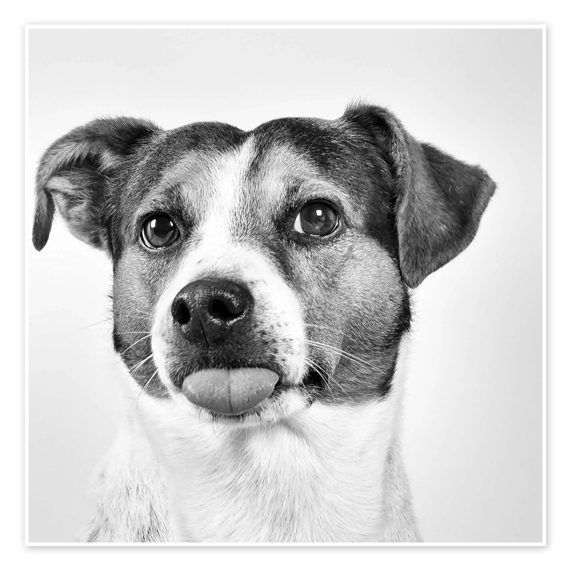 Black White Jack Russell Terrier A Deeper Dive