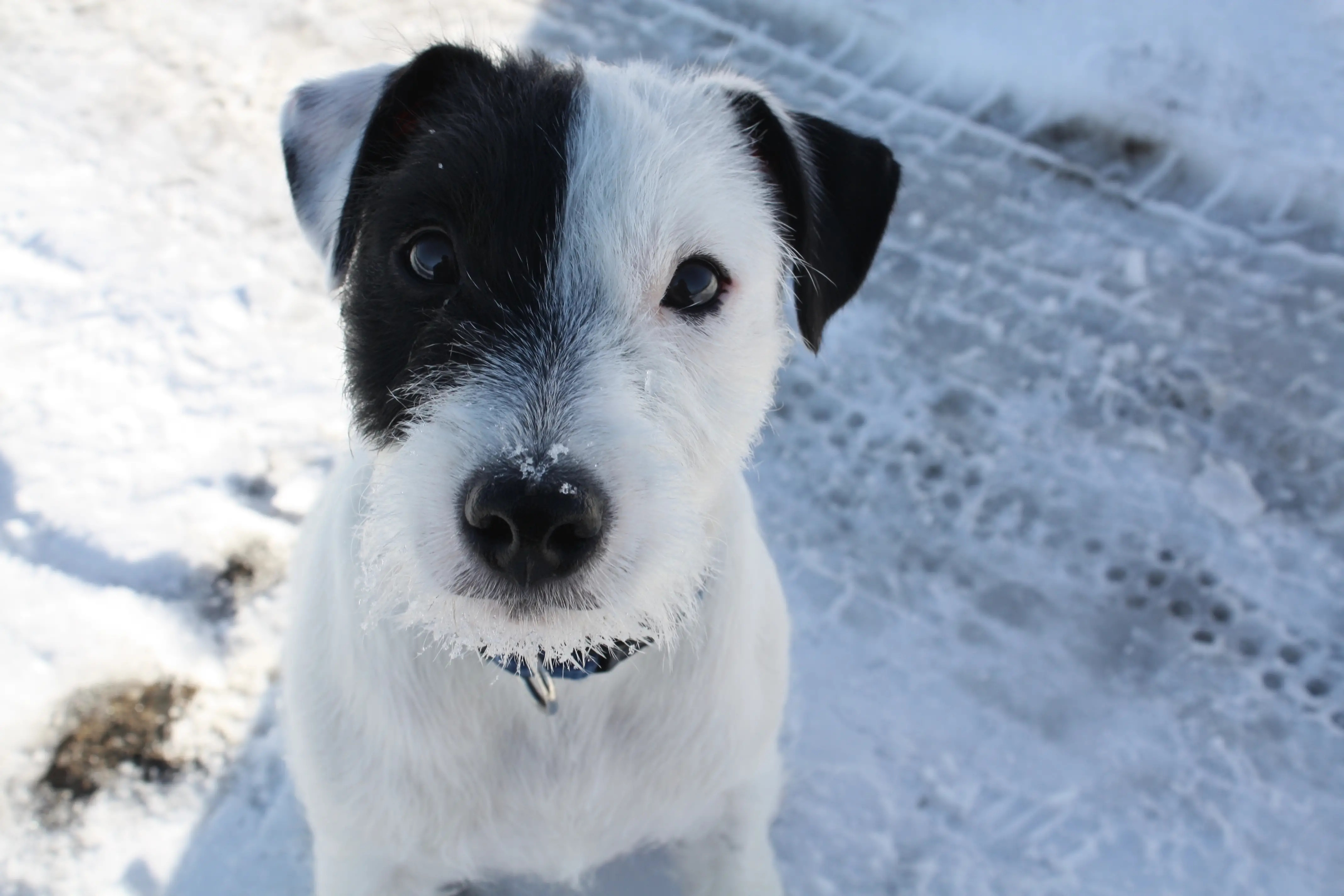 Black White Jack Russell Terrier A Deeper Dive