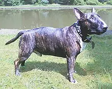 Bull Terrier Dog Breed: Characteristics, Care, and Personality Traits Explained