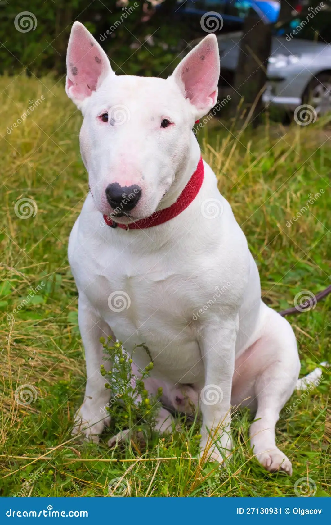 Bull Terrier Dog Breed: Characteristics, Care, and Personality Traits Explained