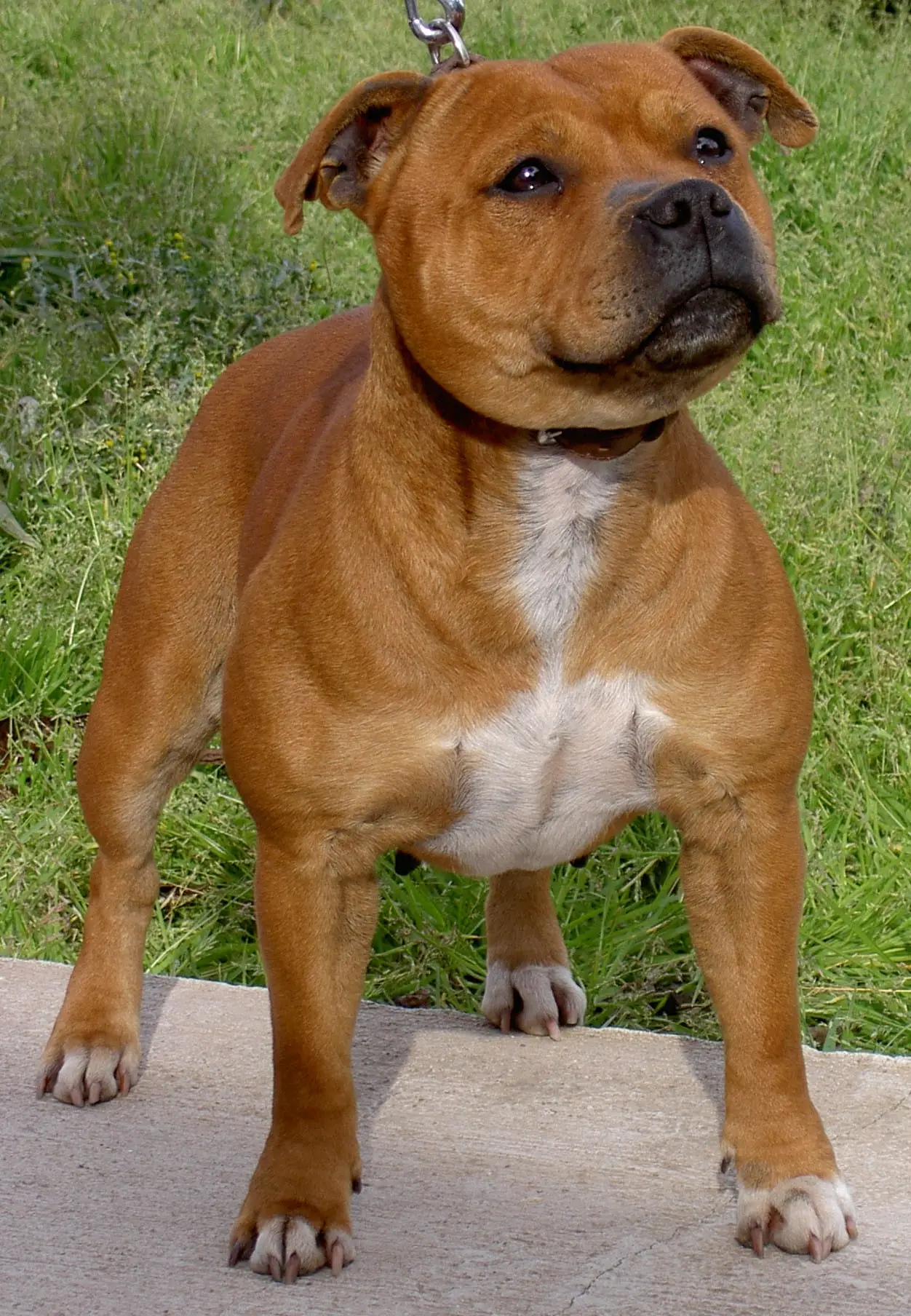 Bull Terrier Dog Breed: Characteristics, Care, and Personality Traits Explained