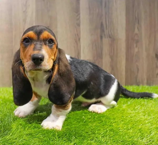 Black and White Hound Dog Breeds