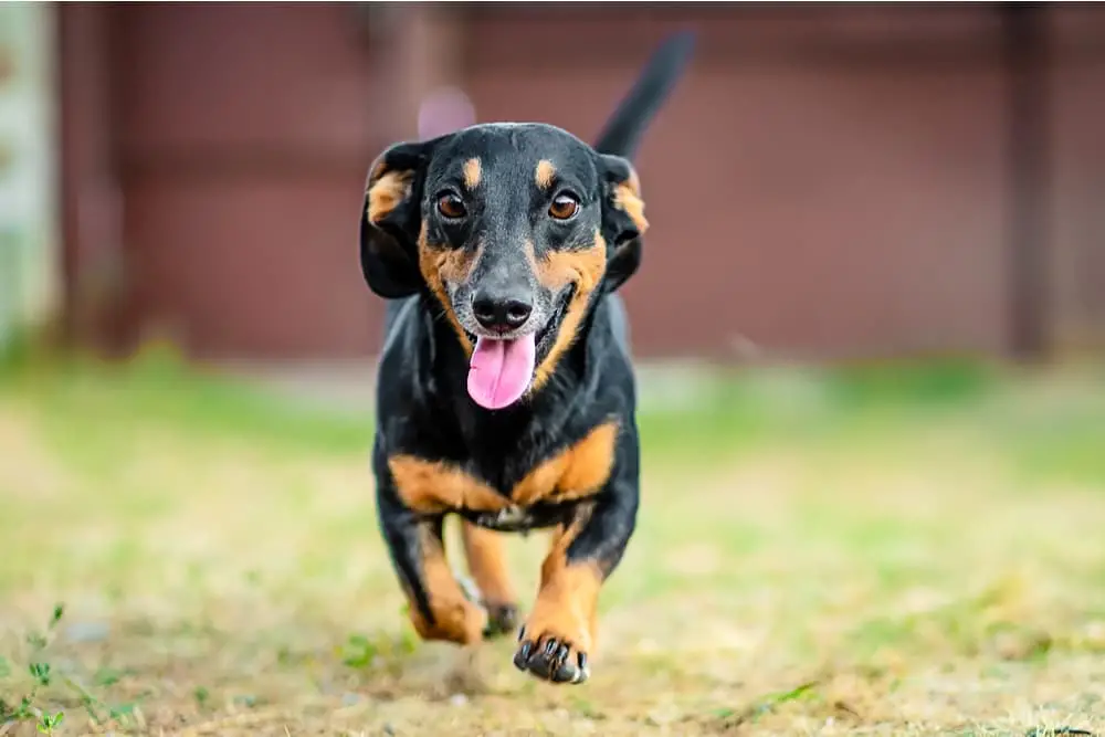 Black and White Hound Dog Breeds