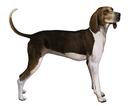 Black and White Hound Dog Breeds