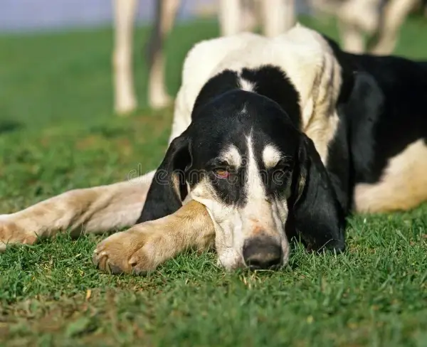 Black and White Hound Dog Breeds