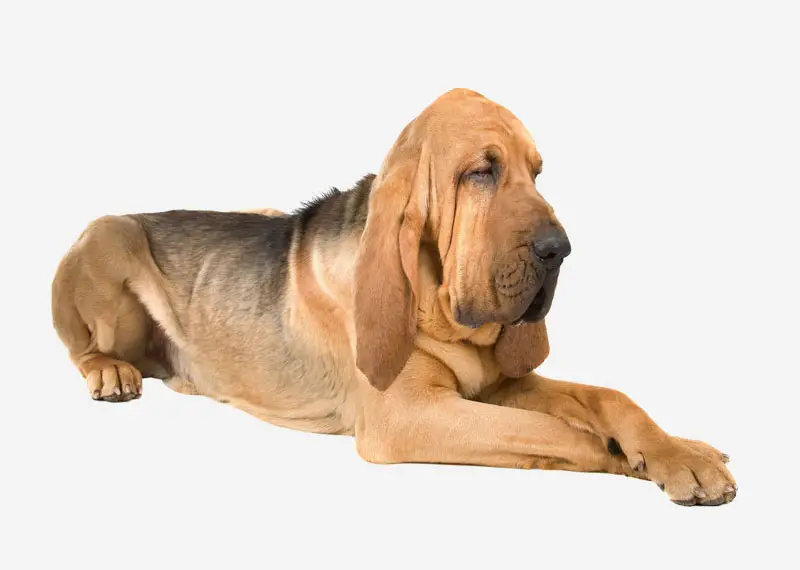 Black and White Hound Dog Breeds