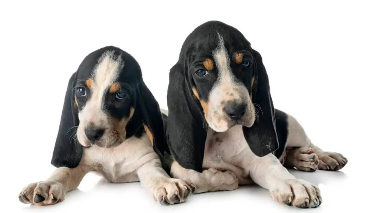 Black and White Hound Dog Breeds
