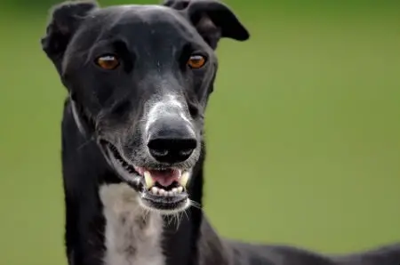 Grey Hound Dog Breed: Characteristics, Care, and Companionship Guide